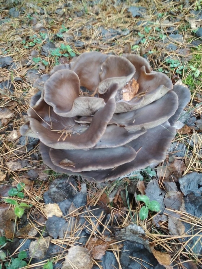 Вешенка устричная