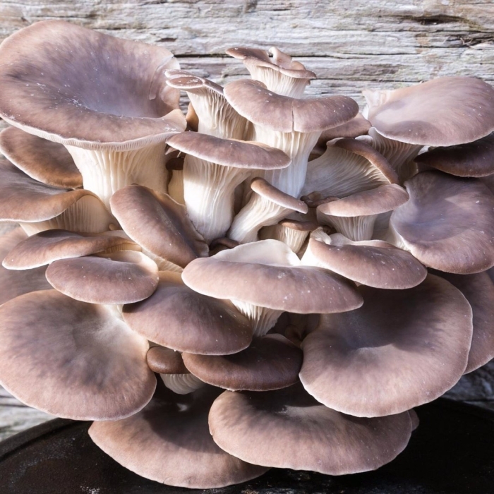 Гриб вешенка