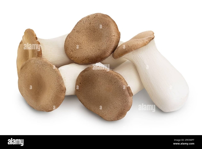 King oyster mushroom