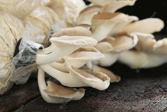 Вешенка гриб устрица