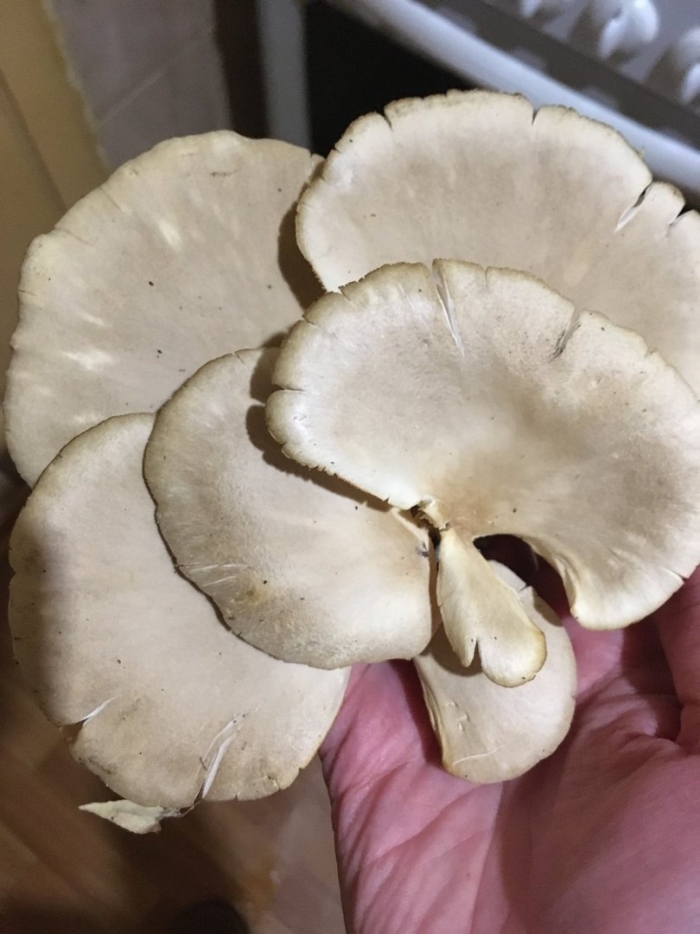 Вешенка устричная (pleurotus ostreatus)