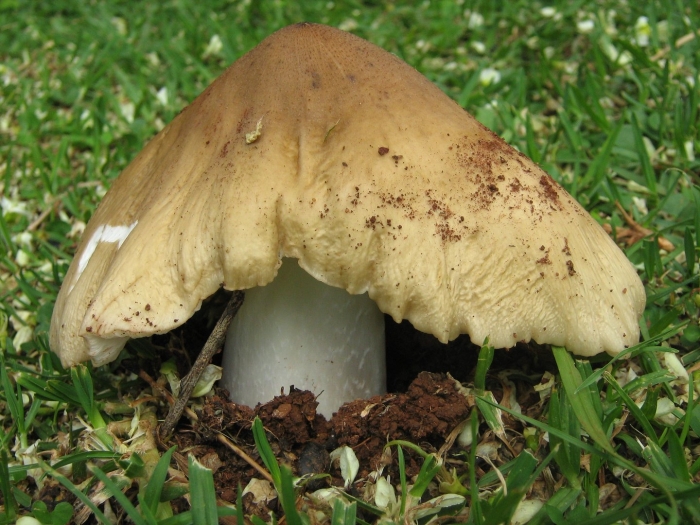 Termitomyces umkowaan