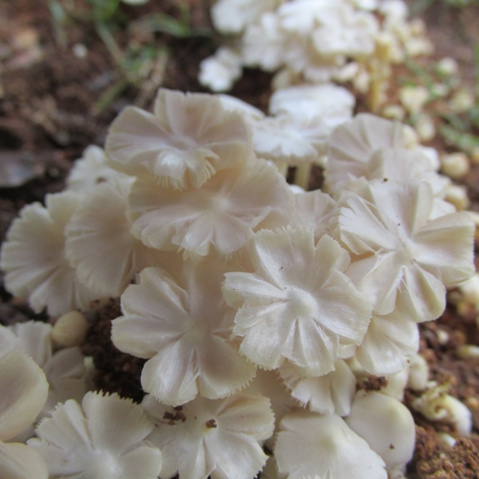 Termitomyces microcarpus
