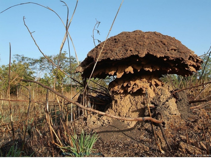 Африканские термитники