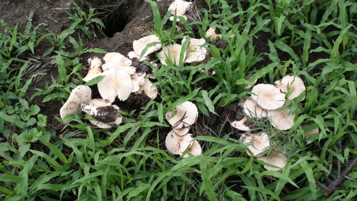 Майский гриб calocybe gambosa