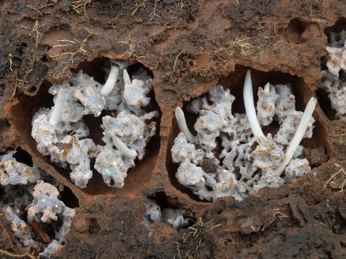 Термитомицес титаникус