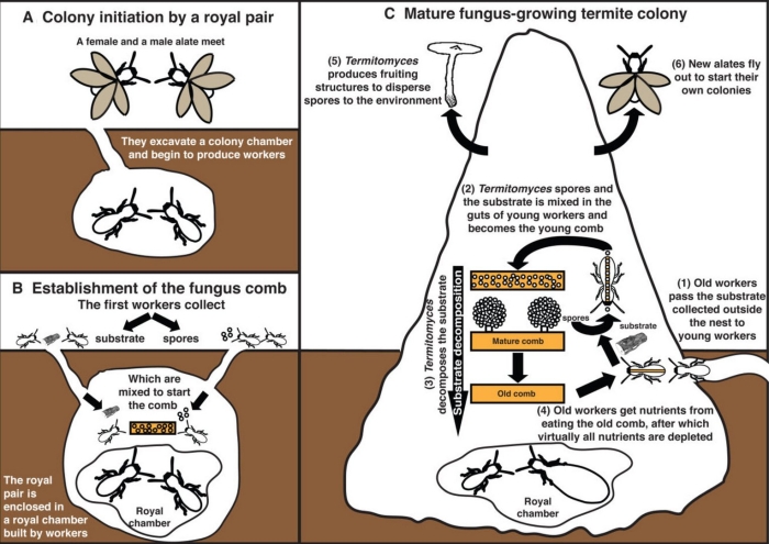 Термитомицес титанический гриб