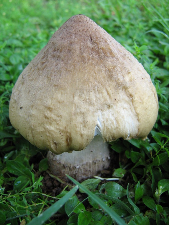 Колпак кольчатый cortinarius caperatus