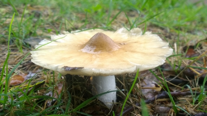 Termitomyces titanicus