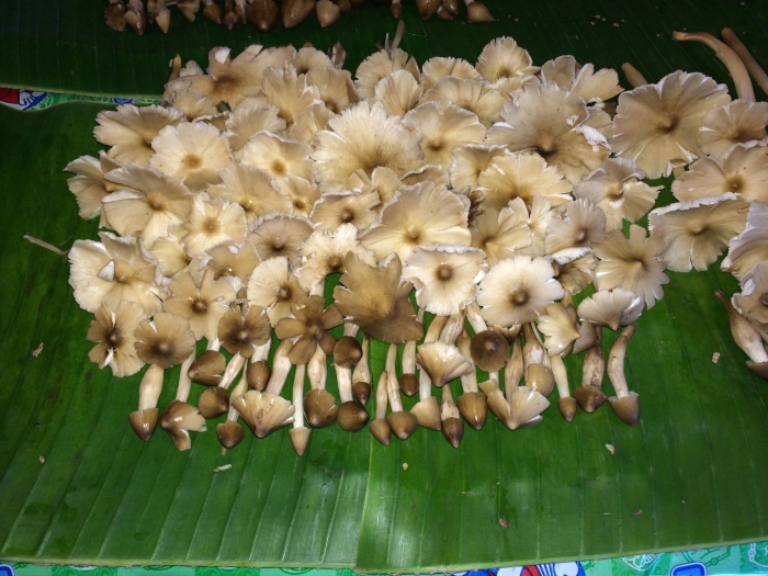 Termitomyces fuliginosus