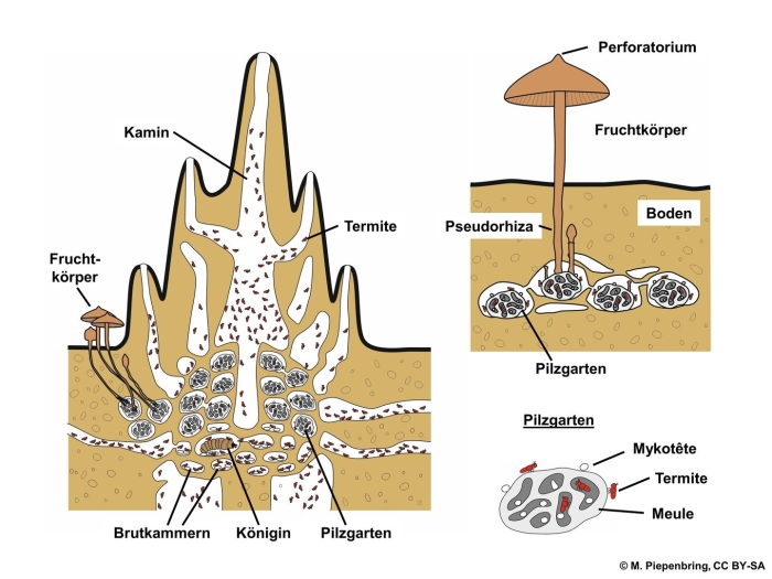 Термитомицес гриб