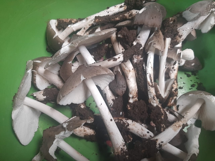 Гриб вольвариелла слизистоголовая