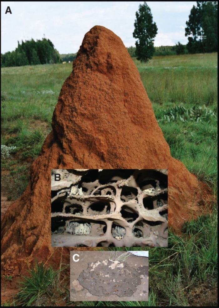 Термитник жилище термитов