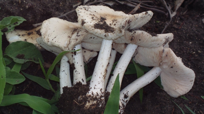 Рядовка голубиная tricholoma columbetta