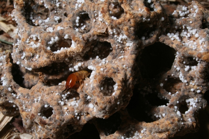 Грибные сады термитов