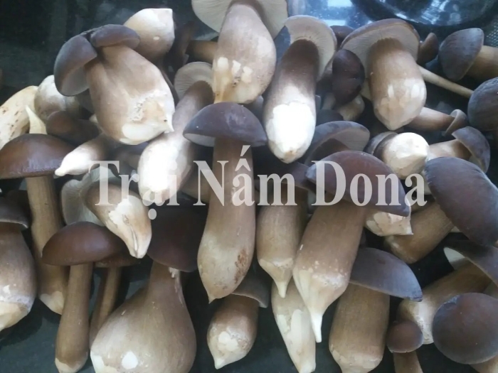 Сушёные грибы