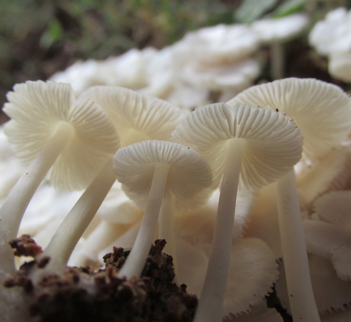 Termitomyces microcarpus