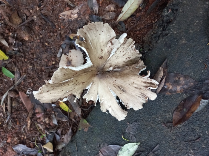 Coprinopsis atramentaria