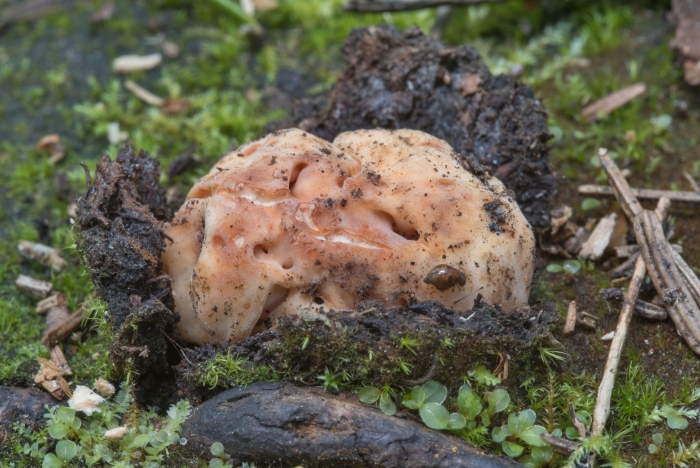 Строчок обыкновенный гриб