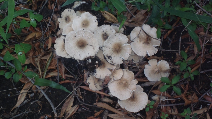 Termitomyces clypeatus