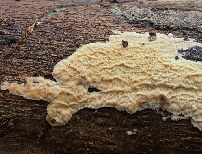 Ceraceomyces serpens