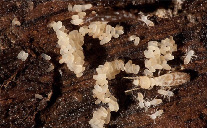 Термиты reticulitermes speratus.