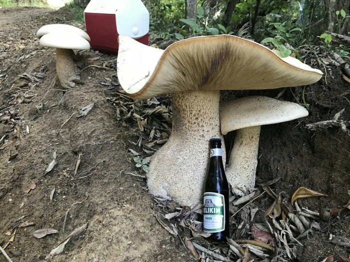 Самые большие грибы