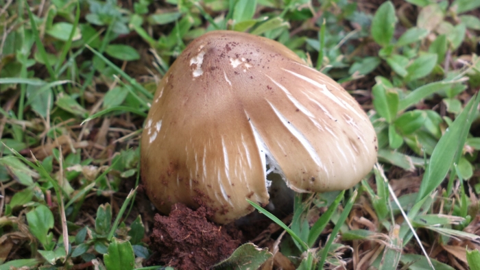 Termitomyces umkowaan