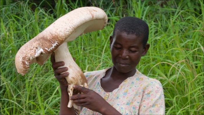 Самые большие грибы в мире