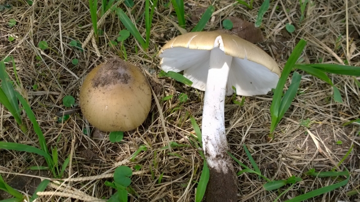 Бледная поганка гриб