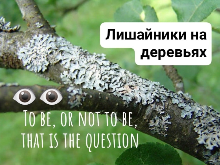 Лишайник на коре дерева