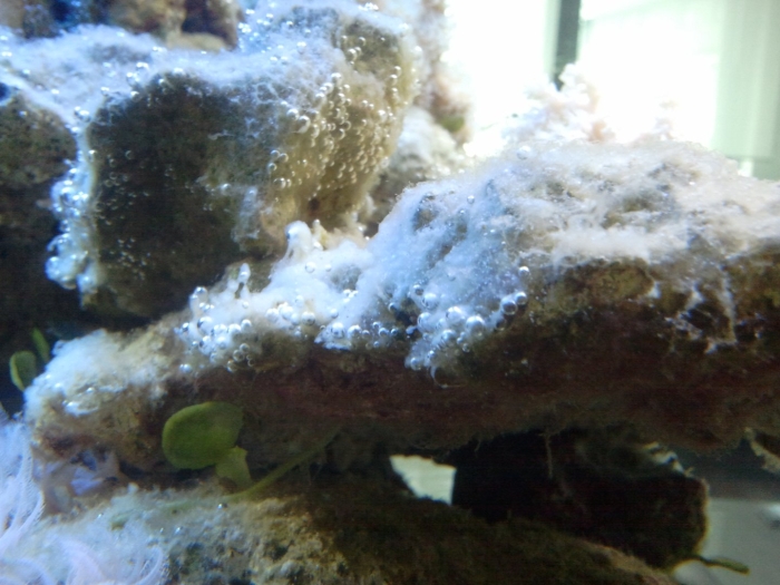 Водоросль каролина морской аквариум