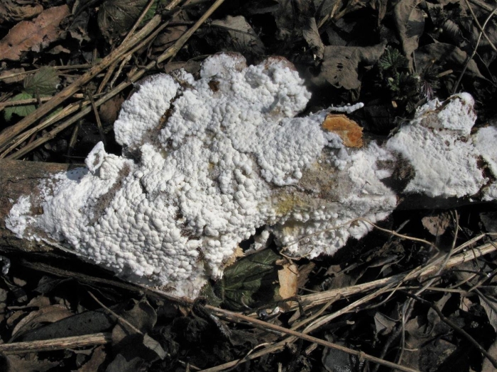 Гипомицес млечниковый