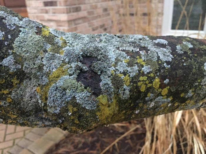 Накипные лишайники на деревьях