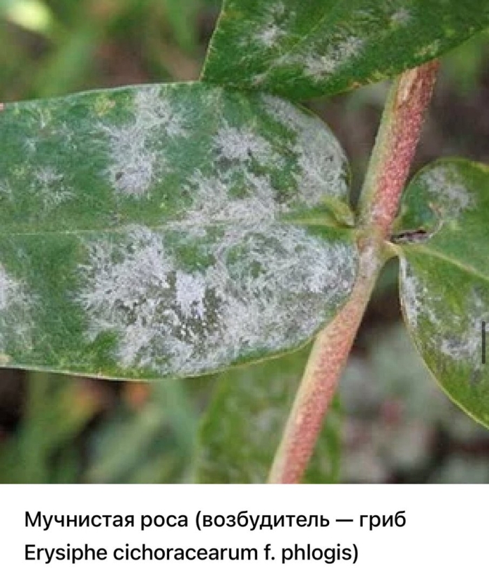 Ложная мучнистая роса