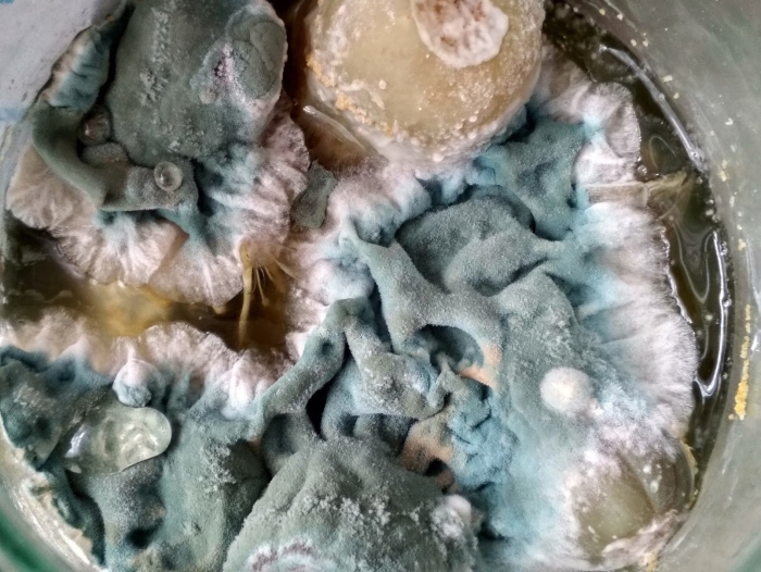 Penicillium chrysogenum