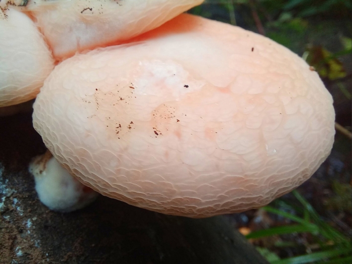 Родотус дланевидный