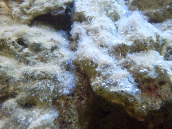 Нитчатые водоросли в морском аквариуме