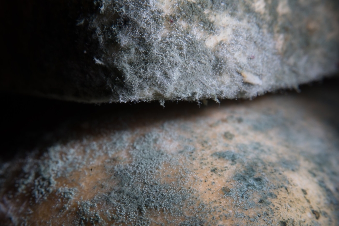 Белая плесень