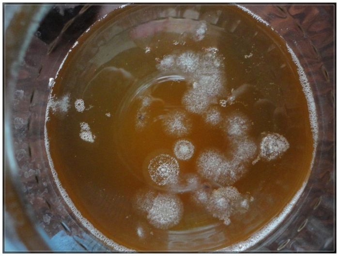 Зарождение чайного гриба