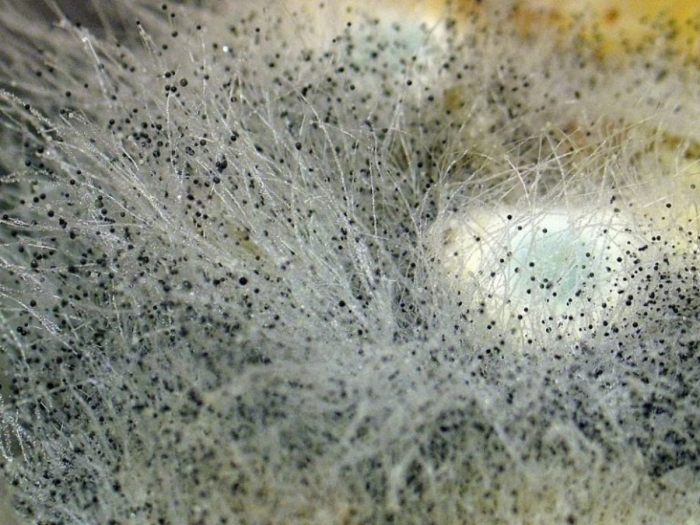 Белая плесень мукор