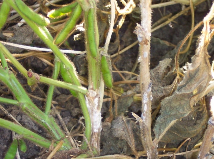 Склеротиниоз рапса