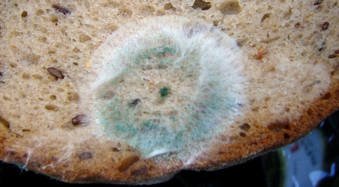 Плесень на хлебе