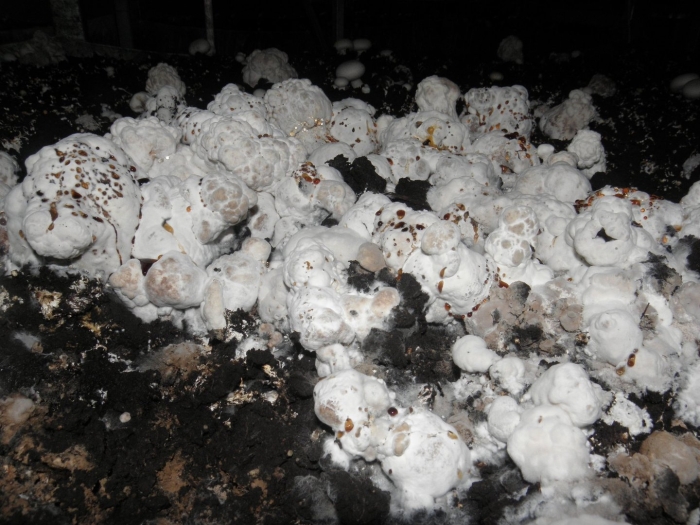 Выращивание шампиньонов в домашних условиях