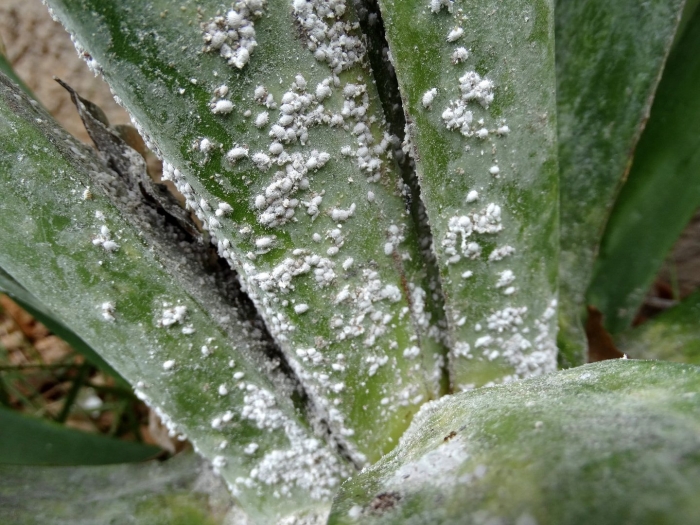 Белый мучнистый червец