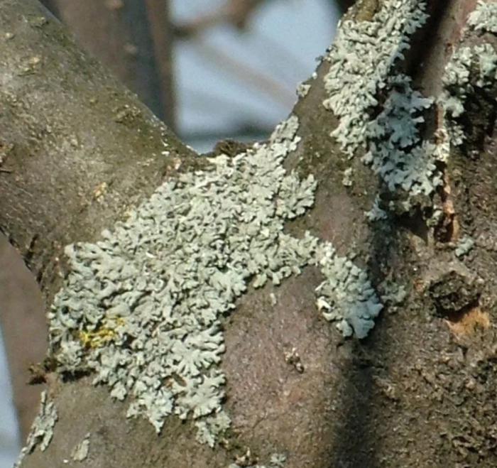 На коре яблони лишайник