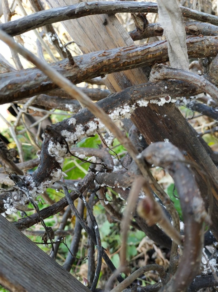 Мучнистая роса смородины