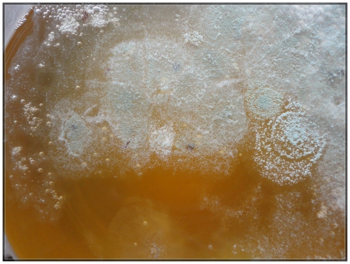 Плесень на комбуча