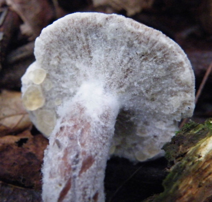 Гриб плесень