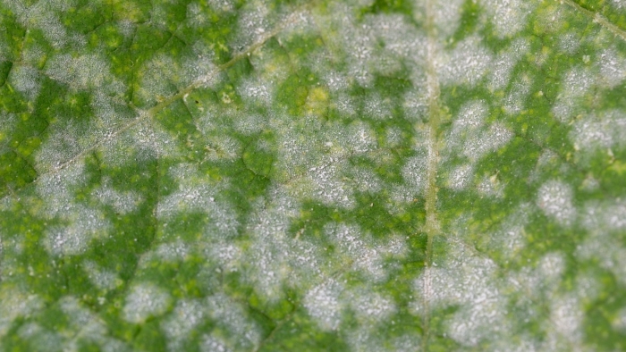 Мучнистая роса – erysiphe cichoracearum